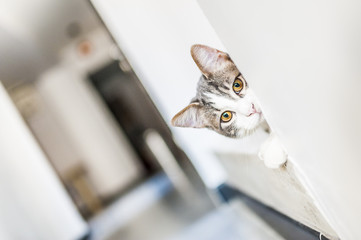 Portrait de jeune chat blanc tigré aux yeux jaunes