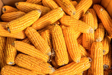 Many ripe orange corncobs together