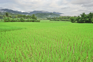 Paddy field and small mountain in the Morning time.