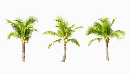 Coconut tree on white background.