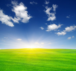 Fototapeta premium Green field and sun.