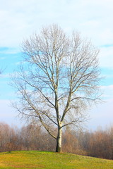 Tree with no leaves in early spring