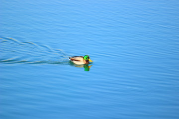 Wild duck on the water