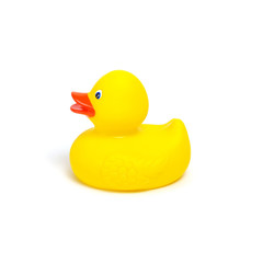 Yellow rubber duck on white