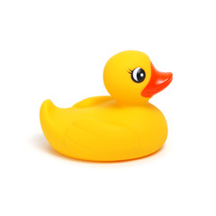 Yellow rubber duck on white