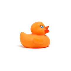 Yellow rubber duck on white