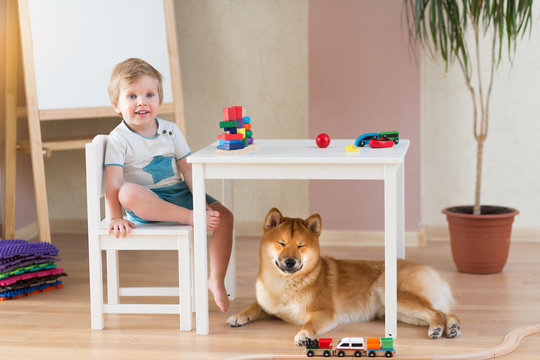 Little two-years old child boy smiling while play with wooden cubes with his dog shiba inu puppy, lying on the floor near legs. Friendship of the child and the dog concept