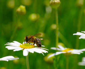 Bee on the flower