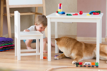 2 years old child playing with building blocks at home, shiba inu dog sitting near boy. Freindship lifestyle concept