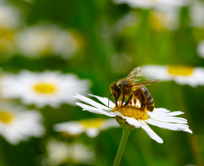 Bee and flower