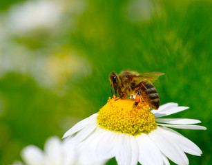 Bee and flower