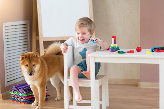 Little child boy and red shiba inu puppy having fun indoor. Dog friend kid concept