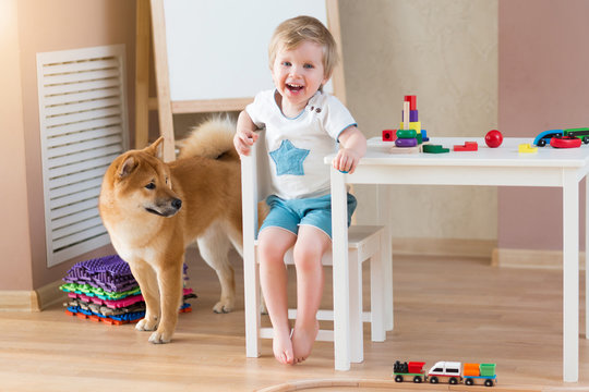 Happy child with dog at home. Portrait of 3 years old boy with pet having fun together. Shiba inu with family
