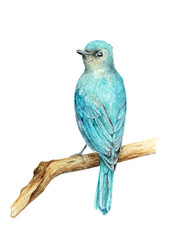 hand painted watercolor blue bird on branch isolated on white
