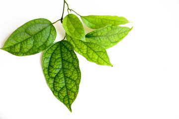 Herb leaf on white background,Tiliacora triandra