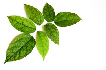Herb leaf on white background,Tiliacora triandra