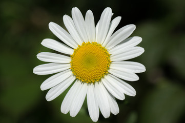 Fototapeta premium A Natural Wild Daisy Flower