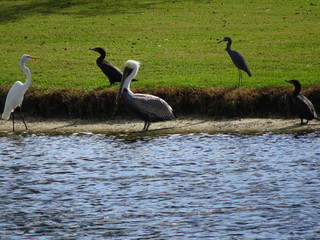 Birds wading in the swamps of the Everglades in Florida