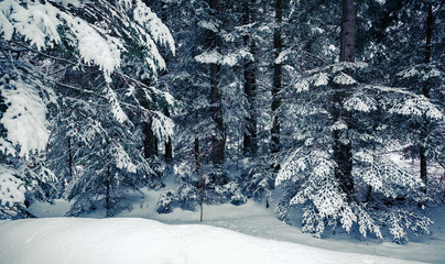 foresta con neve fresca