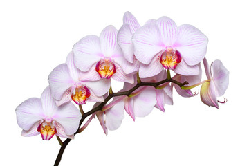 White orchid with pink veins. Isolated on white background.