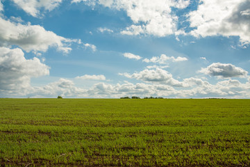 Fototapeta na wymiar Beautiful Landscape On Agricultural Rural. Green Wheat On Spring Field On Dramatic Blue Sky.