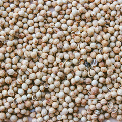 Organic Dried coriander seeds. Coriander seeds background.