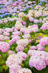 Fototapeta premium hortensia flowers background
