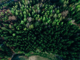 Forest from above