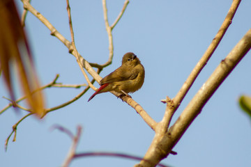 amarante du Sénégal
