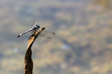 Blue dragonfly picture from behind with spread wings closeup resting on a small dry leaf on a sunny day with bokeh background out of focus macro photo.