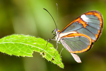 Clearwing butterfly with transparent 