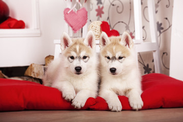two puppies of Siberian husky in the Studio with hearts Valentines day