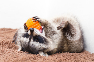 Procyon lotor at home