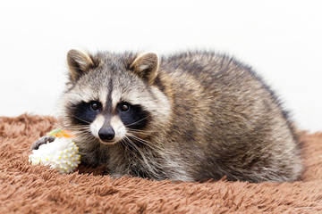 Procyon lotor at home