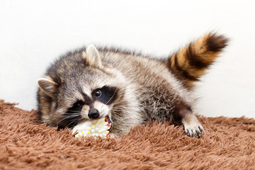 Procyon lotor at home