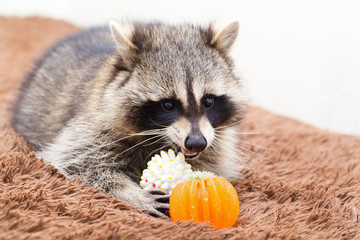 Procyon lotor at home