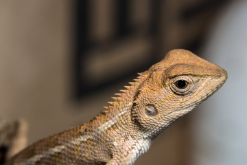 Take a closer look at the chameleon