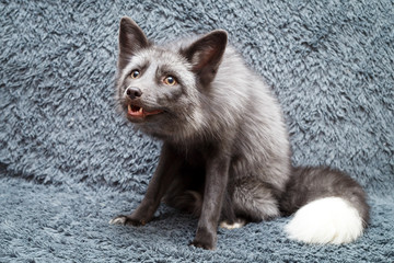 Russian domesticated red fox