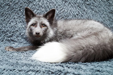 Russian domesticated red fox