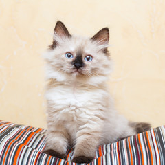 Siberian kitten at home © DragoNika