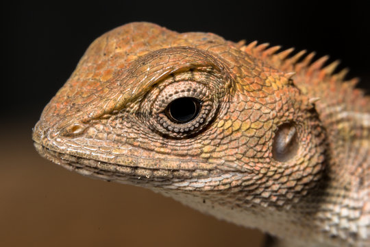 Take a closer look at the chameleon
