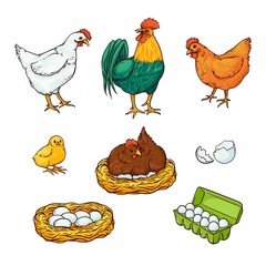 Vector flat poutry, farm chicken set. Rooster, cock, hen chicken in hay nest, eggs in cardboard box, yellow small chick, eggshell. Isolated illustration, white background. Organic food design elements