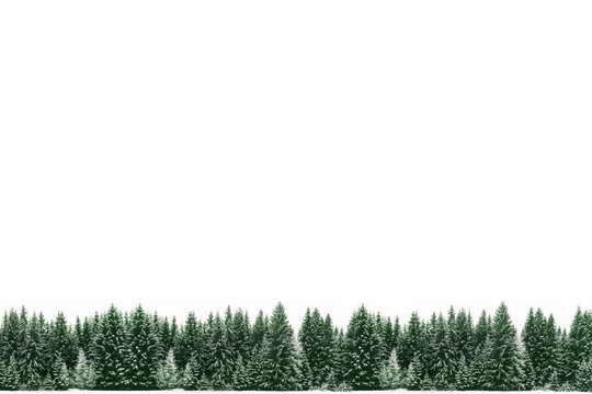 Alpine Tree Border