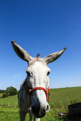 Close white donkey portrait photographed with a wide-angle lens accentuating the head of the donkey against green fields and a blue sunny sky.