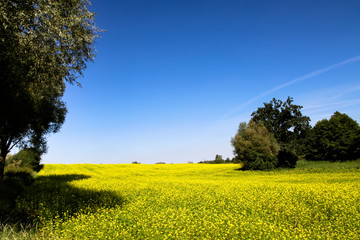 Rapeseed field with blossoming yellow canola flowers (genus Brassica) among trees during a sunny summer day with blue sky landscape photography.
