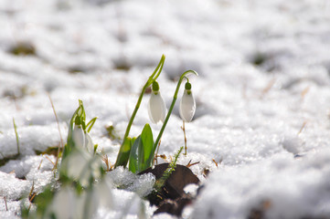 New life. Snowdrop in full bloom get out from snow. First flowers in spring. 