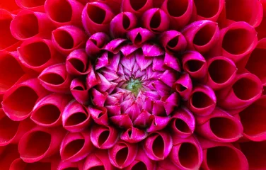 Fototapeten Makrofoto der roten und rosa Dahlienblume. Bild in Farbe, die die hellrosa und dunkelroten Farben betont. Blütenkopf in der Mitte des Rahmens mit Perspektive von oben. © fewerton