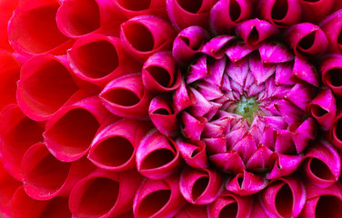 Red and pink dahlia flower macro photo. Picture in colour emphasizing the light pink and dark red colours. Flower head at the side of the frame with perspective from the top.