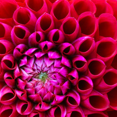 Red and pink dahlia flower macro photo. Picture in colour emphasizing the light pink and dark red colours. Flower center in the left down corner of the square frame with perspective from the top.
