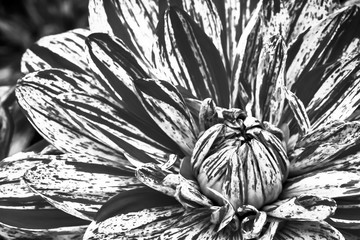 Details of spotted dahlia fresh flower macro photography. Black and white photo emphasizing texture, contrast and intricate floral patterns.